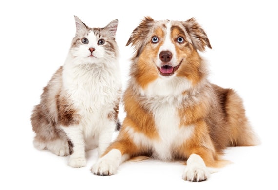 Mascotas